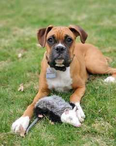 Top 10 Friendliest Dog Breeds - Ilovedogscute.Com