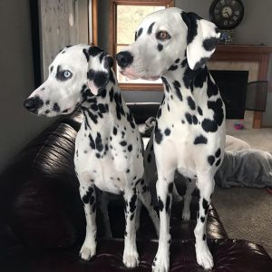 The 8 Most Low Maintenance Dog Breeds - ilovedogscute.com