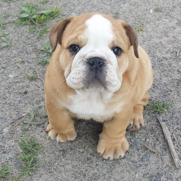 Top 10 Dog Breeds That Have The Cutest Puppies - ilovedogscute.com