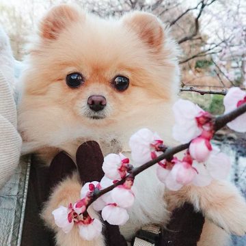 Top 10 Dog Breeds That Have The Cutest Puppies - ilovedogscute.com