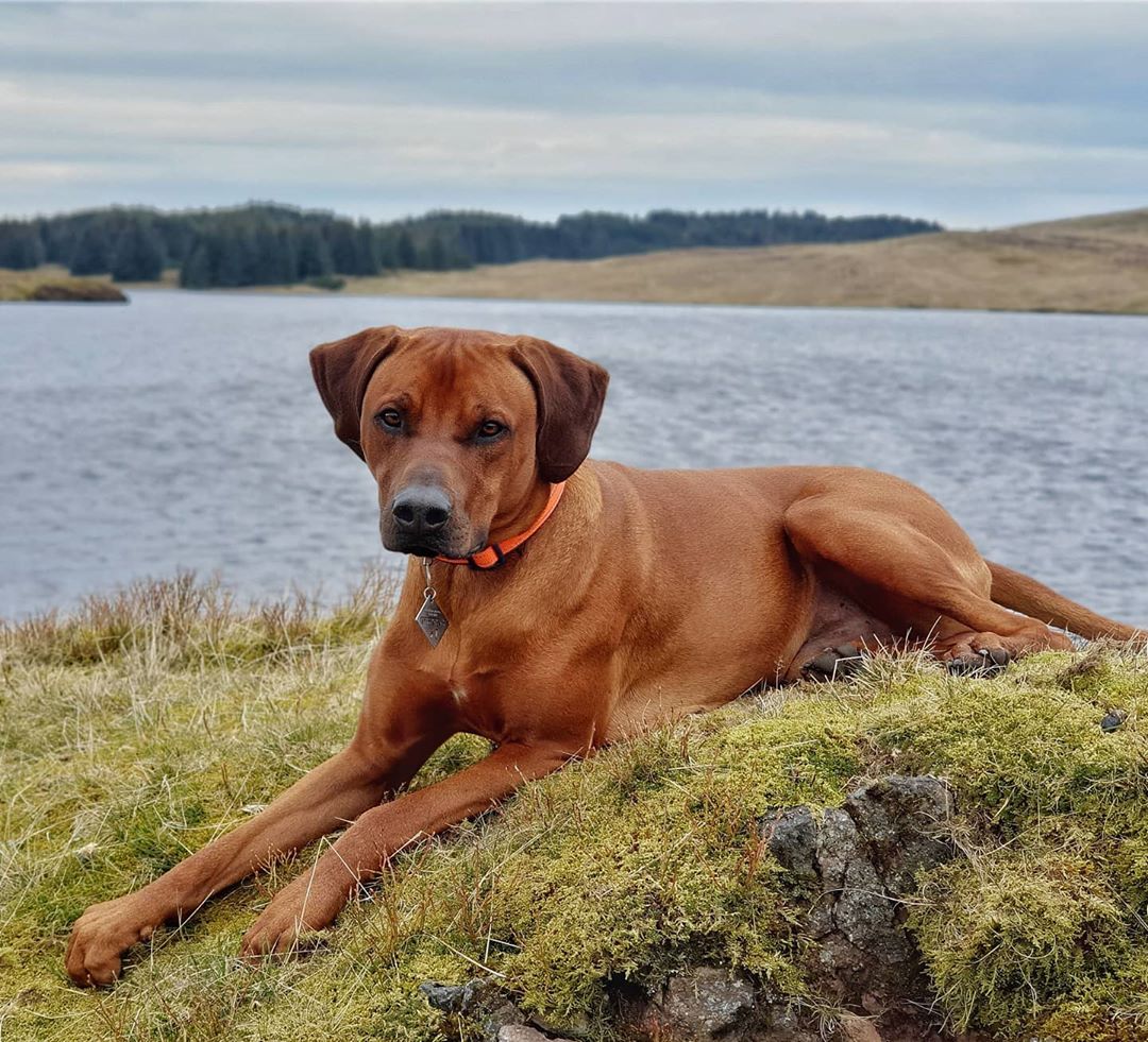 Top 10 Dog Breeds That Bark The Least