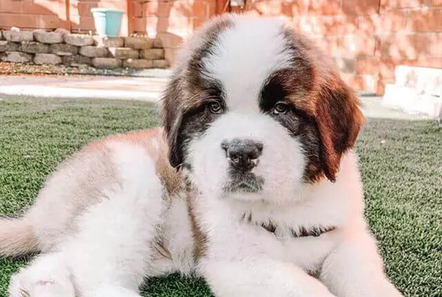 Top 10 Dog Breeds That Love To Sleep - ilovedogscute.com