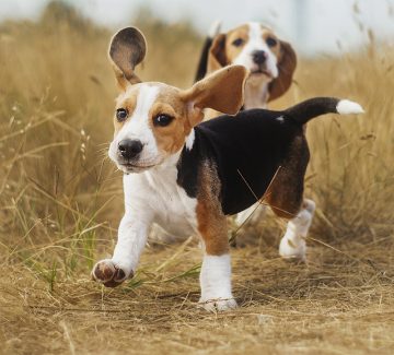 10 Pictures Showing The True Temperament Of Beagles - ilovedogscute.com