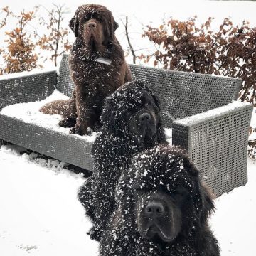 10 Pictures Showing The True Temperament Of Newfoundlands 