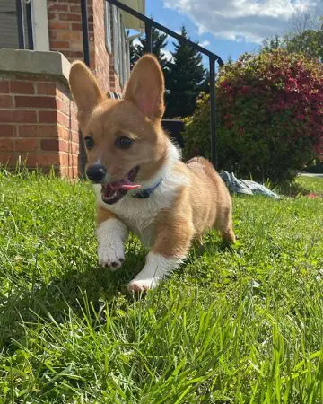 10 Pictures Showing The True Temperament Of Pembroke Welsh Corgis ...