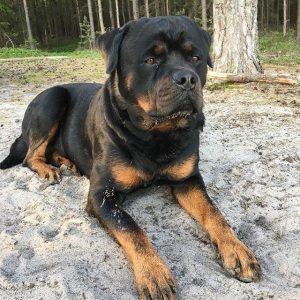 This is Why Rottweilers Are Awesome - ilovedogscute.com