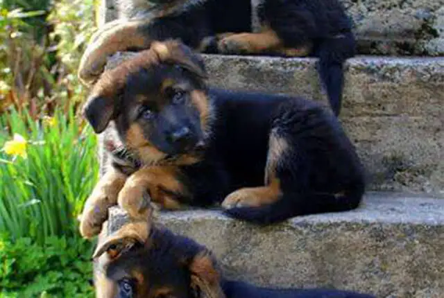 This Is Why German Shepherd Dogs Are The Best - ilovedogscute.com