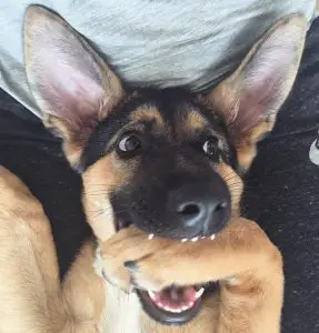 This Is Why German Shepherd Dogs Are The Best - ilovedogscute.com