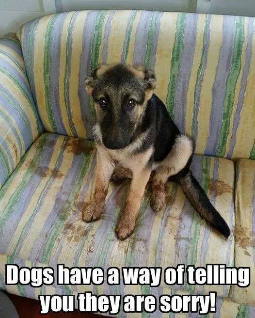 This Is Why German Shepherd Dogs Are The Best - ilovedogscute.com