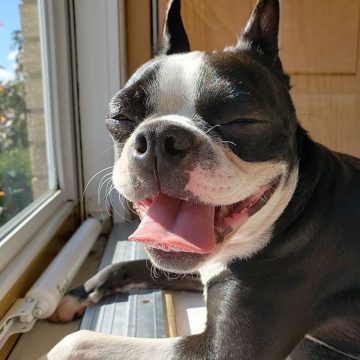 Top 10 Gentlest Dog Breeds - ilovedogscute.com