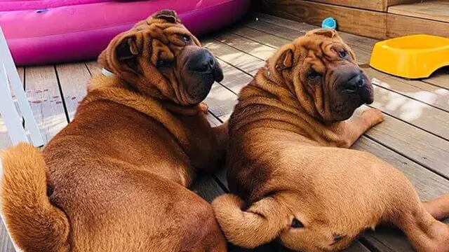 10 Wrinkly Dog Breeds That Will Steal Your Heart - ilovedogscute.com