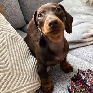 Top 10 Best Travel Friendly Dog Breeds - ilovedogscute.com