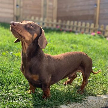 10 Reasons Why Dachshunds Are So Lovable - ilovedogscute.com