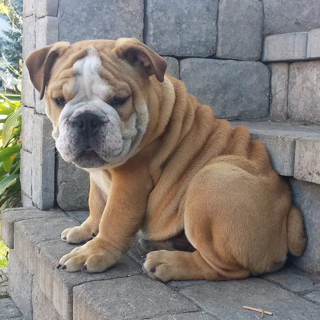 10 Wrinkly Dog Breeds That Will Steal Your Heart