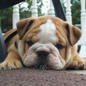 10 Reasons Why You Should Own An English Bulldog - ilovedogscute.com