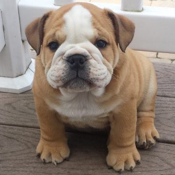 10 Reasons Why You Should Own An English Bulldog - ilovedogscute.com