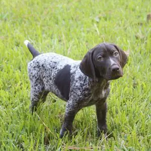 Top 10 Most Popular Sporting Dog Breeds - ilovedogscute.com