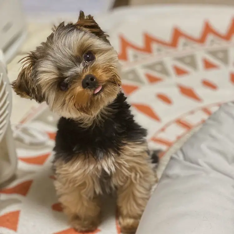 Top 10 Most Popular Toy Dog Breeds Ilovedogscute