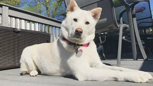 The 10 Least Affectionate Dog Breeds