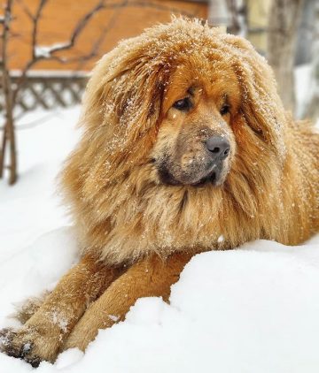 10 Dog Breeds That Love The Cold Weather - ilovedogscute.com