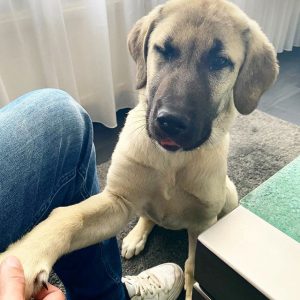 aloof dog breeds aloof dog breeds