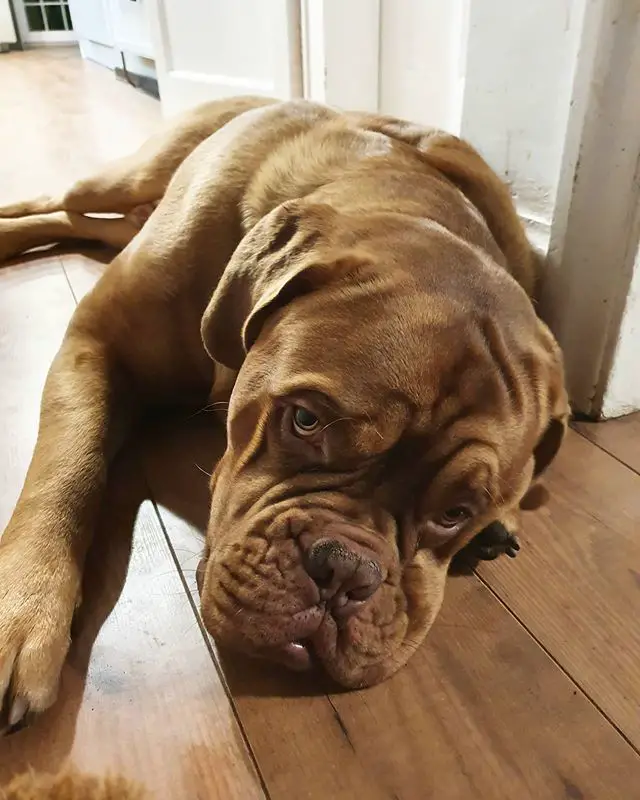 Top 10 Dog Breeds With The Shortest Lifespan Ilovedogscute