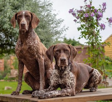 10 Best Dog Breeds for Hot Weather - ilovedogscute.com