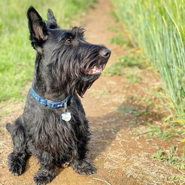 10 Dog Breeds with Beards - ilovedogscute.com