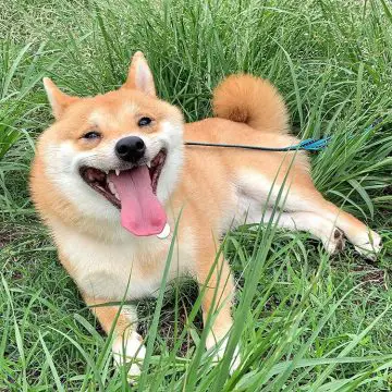 This Cute Shiba Inu's Smile Can Make Everyone Smile - Ilovedogscute.com