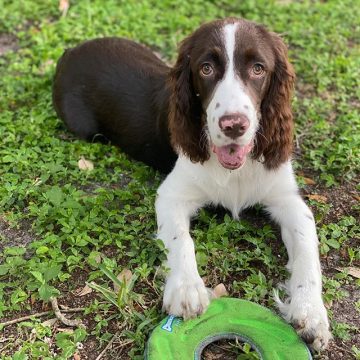 Top 10 Dog Breeds With Floppy Ears - ilovedogscute.com