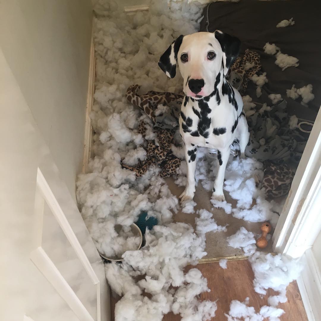 10 Hilarious Pictures Of Dogs About Their Destructive Power