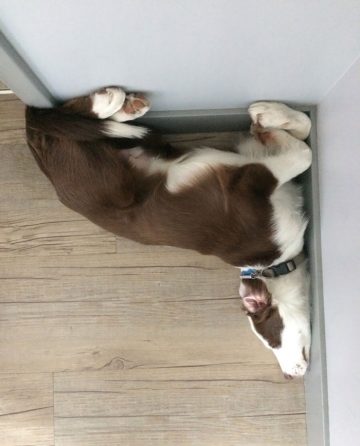 10 Hilarious Pictures of Dogs With Unique Sleeping Positions