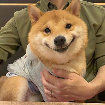 This Cute Shiba Inu's Smile Can Make Everyone Smile - ilovedogscute.com