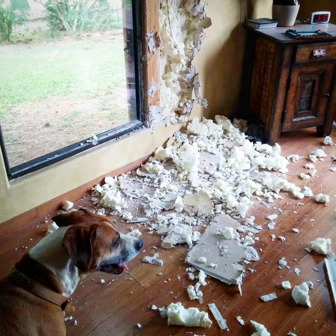 10 Hilarious Pictures of Dogs About Their Destructive Power