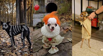 10 Funny Pictures Of Dogs In Halloween Costumes - ilovedogscute.com