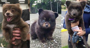 big dog that looks like a teddy bear