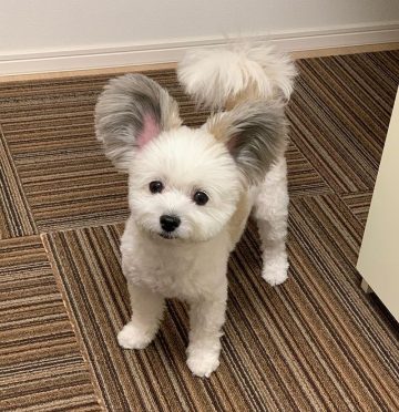 This Incredibly Cute Maltese × Papillon Mix Has Large Ears That Look ...