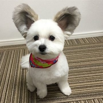 This Incredibly Cute Maltese × Papillon Mix Has Large Ears That Look ...