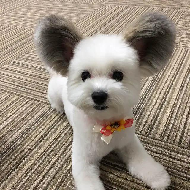 This Incredibly Cute Maltese × Papillon Mix Has Large Ears That Look ...