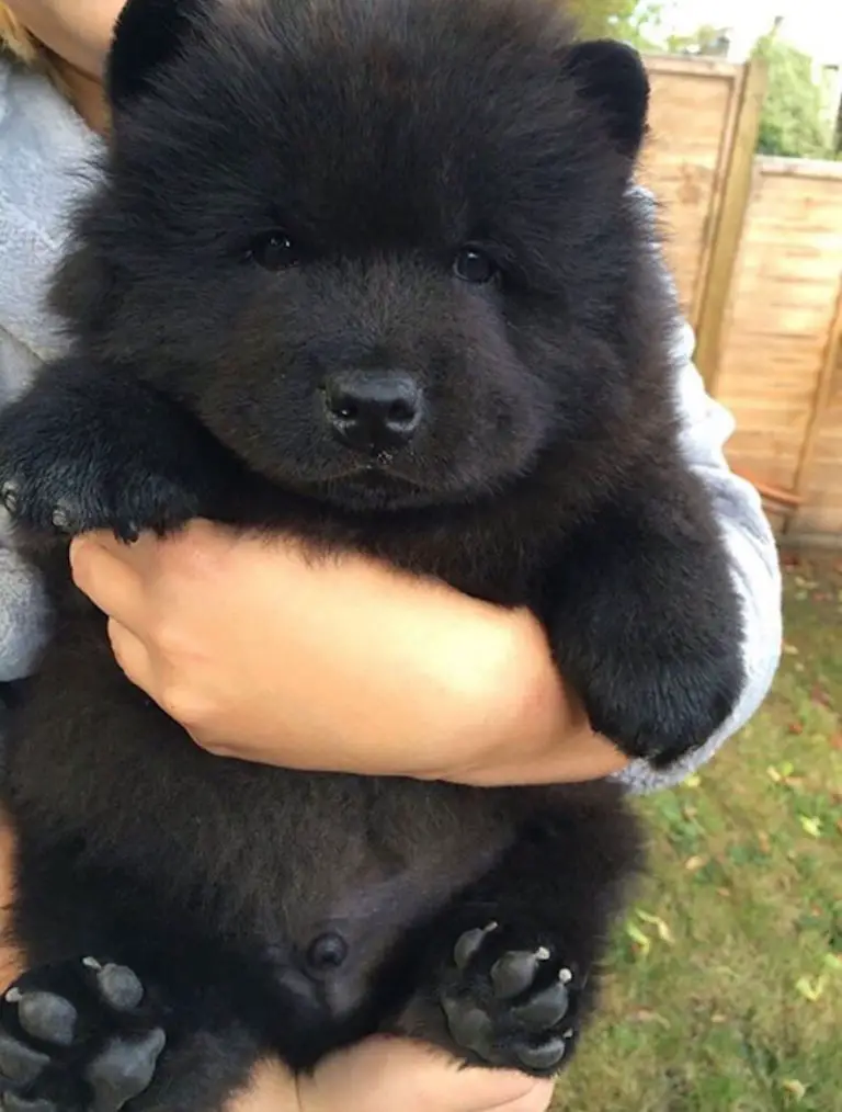 cats that look like teddy bears