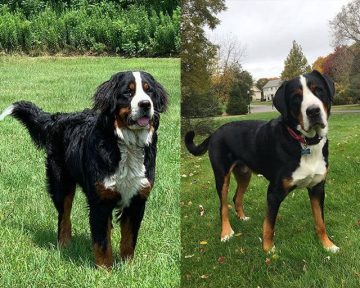 10 Pairs Of Dog Breeds That Look Alike Can Confuse Many Dog Lovers ...