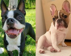10 Pairs Of Dog Breeds That Look Alike Can Confuse Many Dog Lovers ...