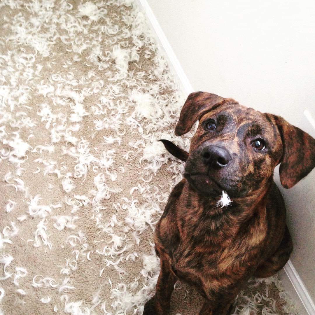 15 Hilarious Pictures Of Guilty Dogs In guiltydogchallenge