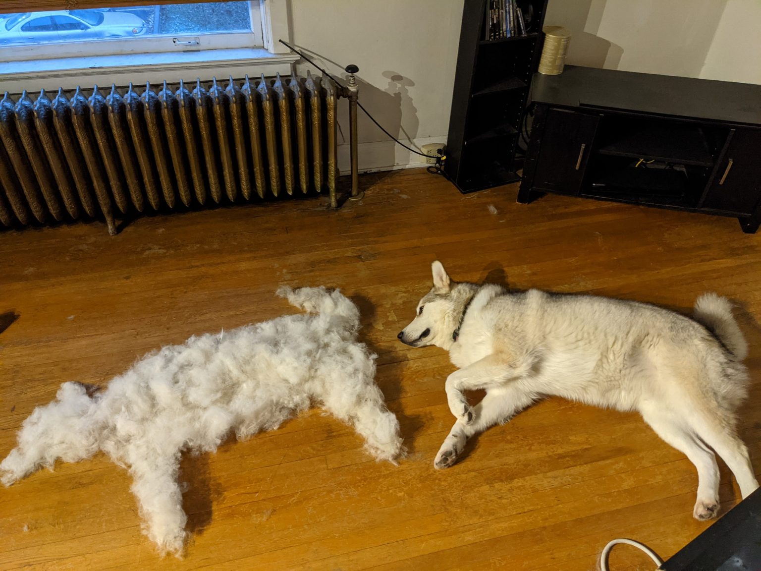 10 Hilarious Pictures Of Shedding Dogs