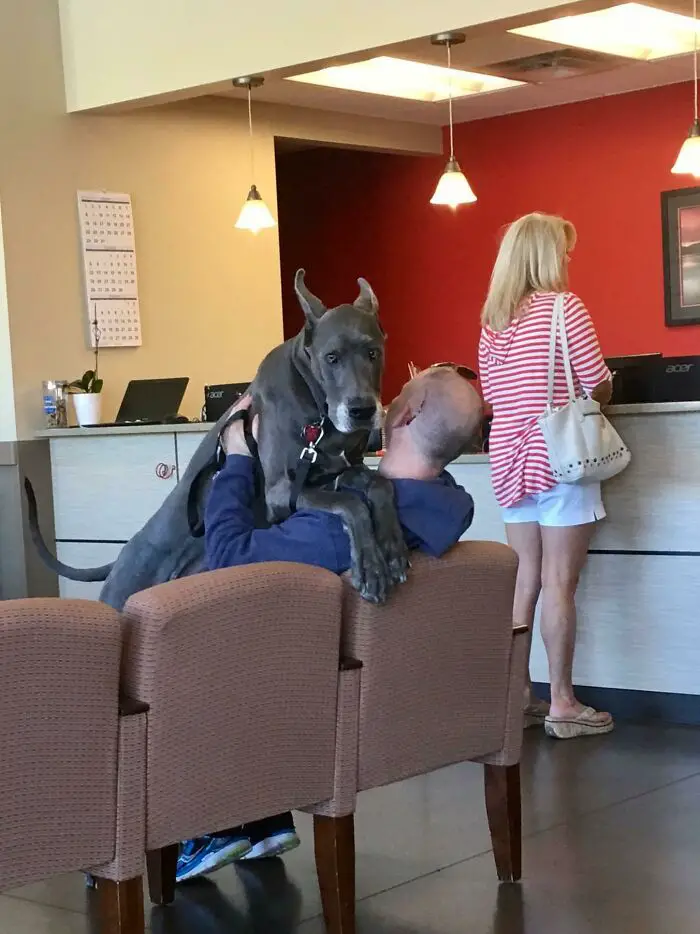 Soul-Of-A-Puppy-Big-dogs-can-be-scared-at-the-vet-too-04.jpg