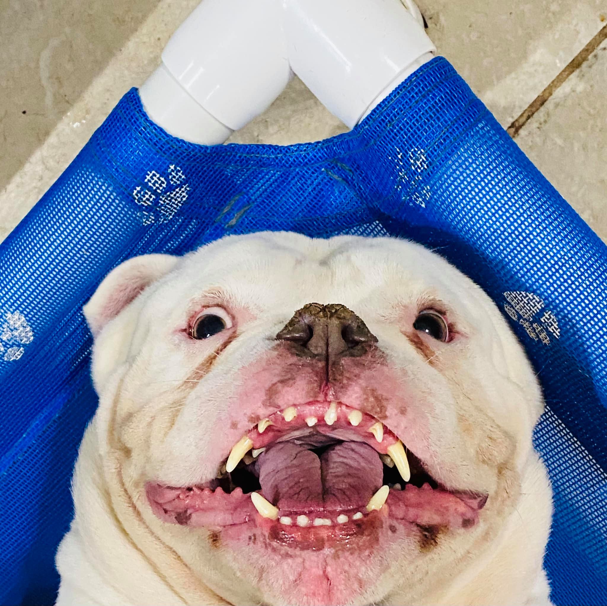 15 Funny Pictures Of Dogs Showing Their Teeth