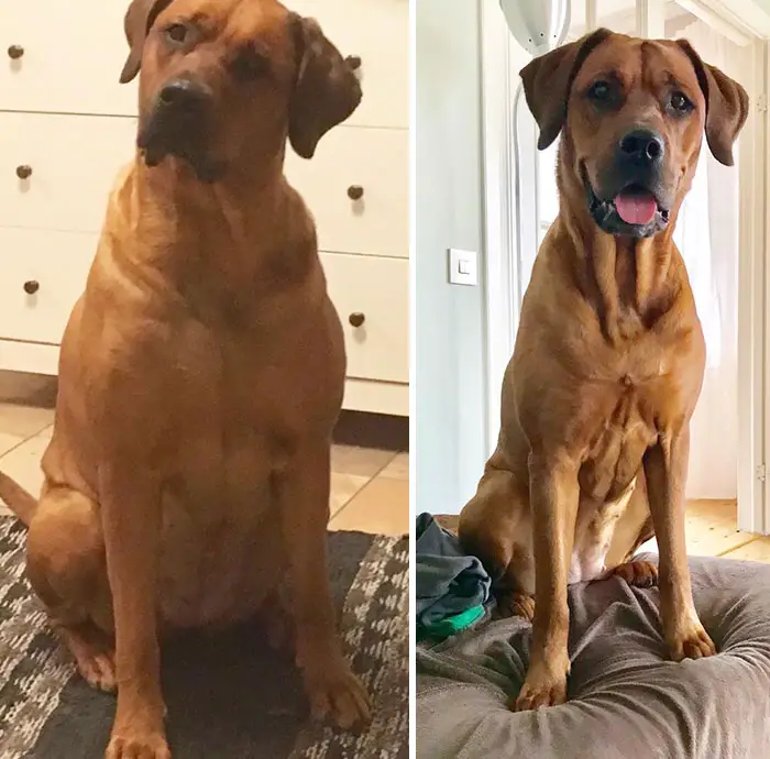 12 Amazing Dog Pictures Before And After Weight Loss