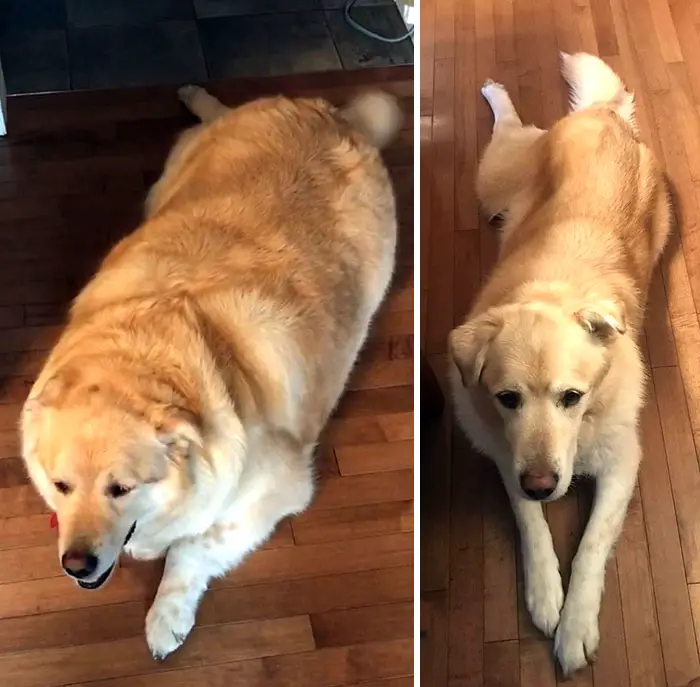 12 Amazing Dog Pictures Before And After Weight Loss - ilovedogscute.com