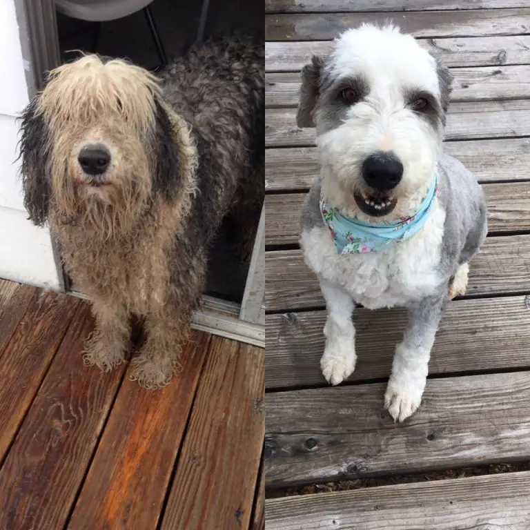 15 Pictures of The Amazing Change Of Dogs After A Haircut