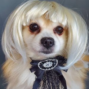 10 Hilarious Pictures Of Dogs In Wigs - ilovedogscute.com